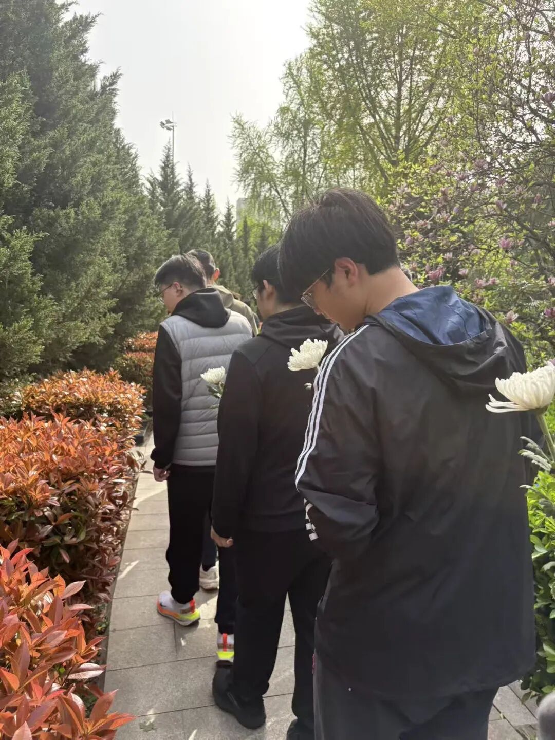 墓区敬献白菊
